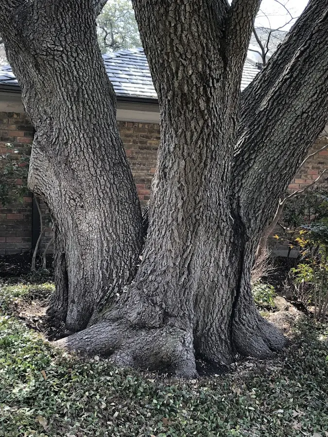 Mature heritage tree close to a Hancock property cared for by certified arborists